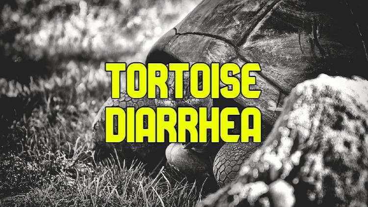 Tortoise Diarrhea