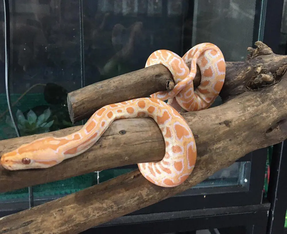 ball python hanging on branch