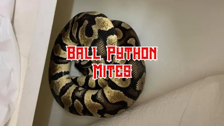 ball python mites