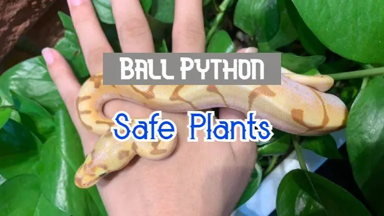 ball python plants