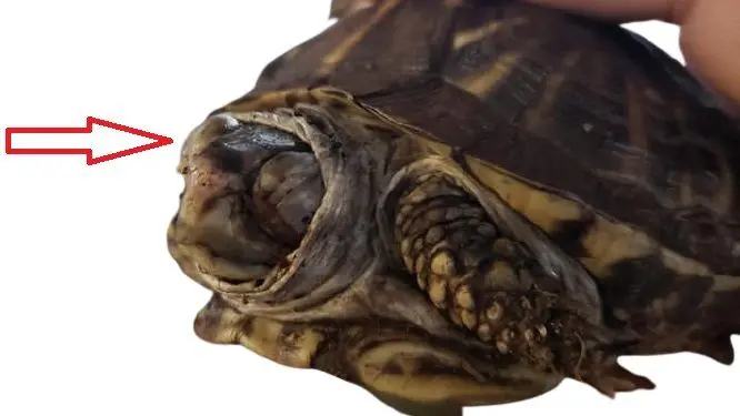 box turtle swollen eyes