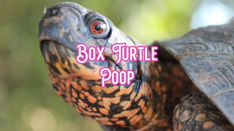 box turtle poop