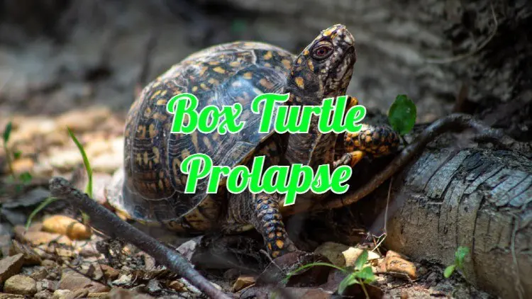 box turtle prolapse