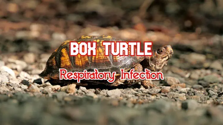box turtle respiratory infection