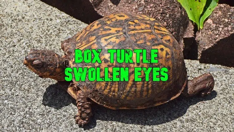 box turtle swollen eyes
