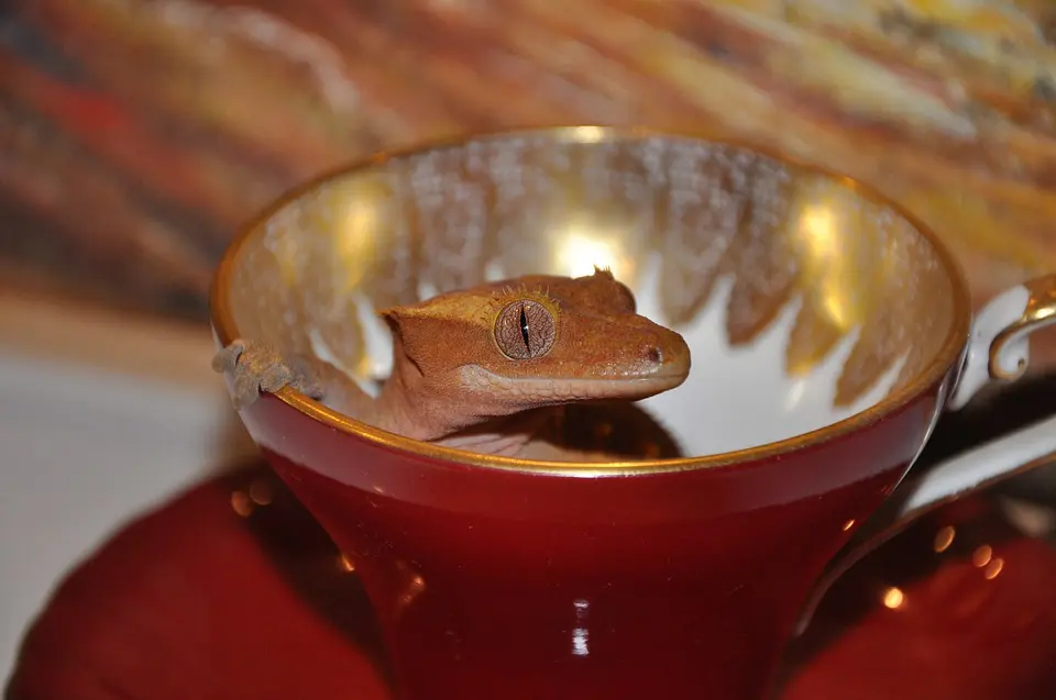 crested gecko in a cup