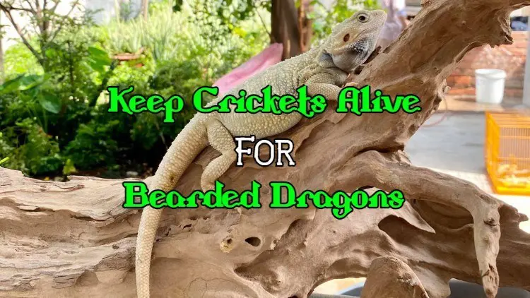 how to keep crickets alive for bearded dragons