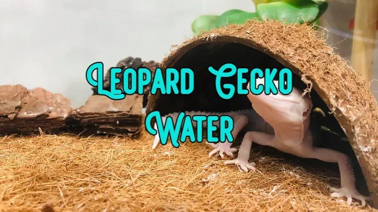 leopard gecko water