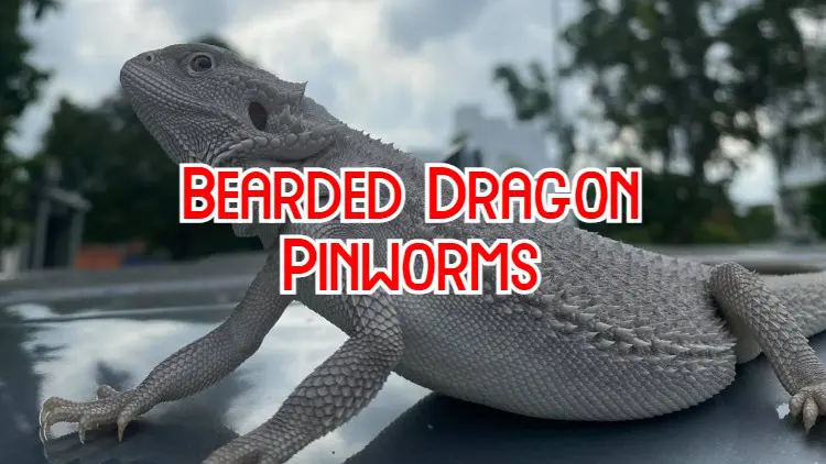 pinworms in bearded dragons