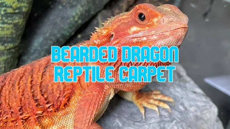 reptile carpet for bearded dragons