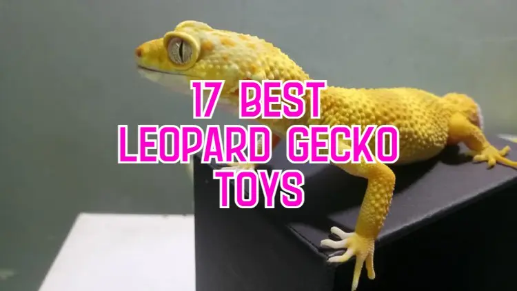 toys for leopard geckos