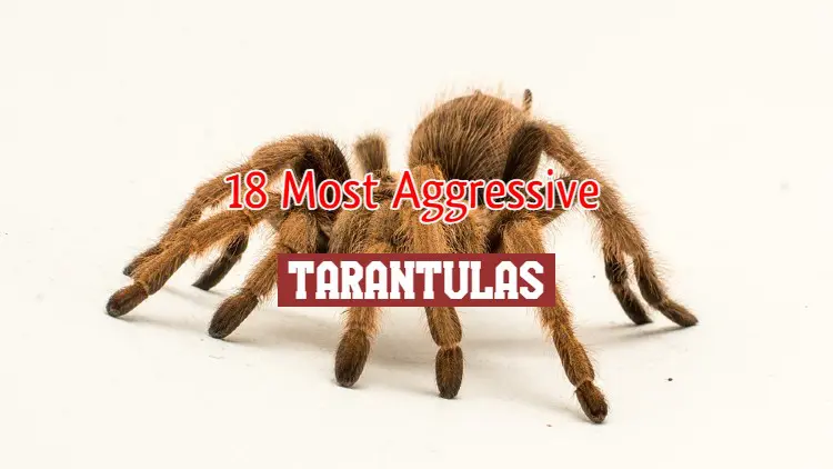 aggressive tarantulas