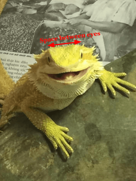 View of Are Crickets Good For Bearded Dragons? How To Feed Crickets?