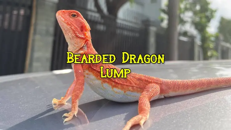 bearded dragon lump