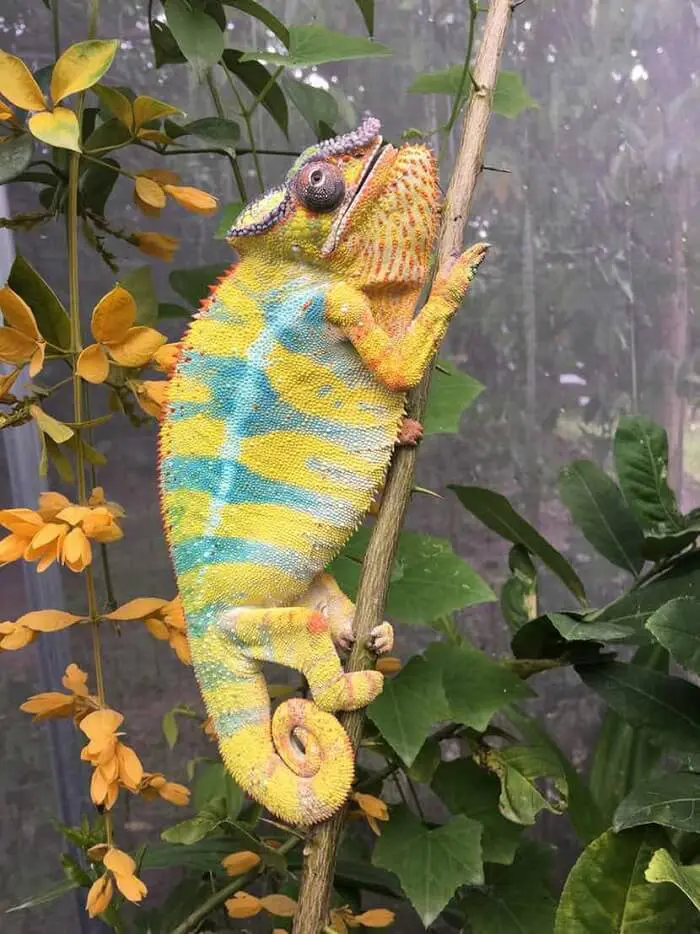 chameleon curved tail