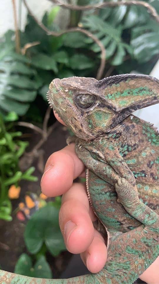 How to Treat Chameleon Eye Infection 