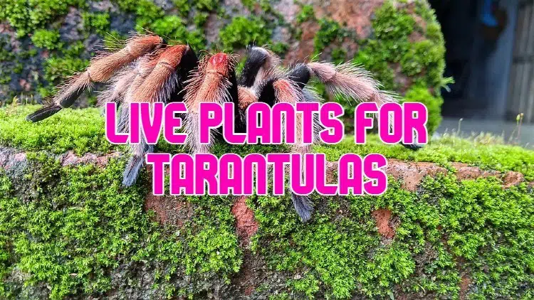 plants for tarantulas
