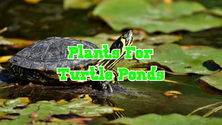 plants for turtle ponds