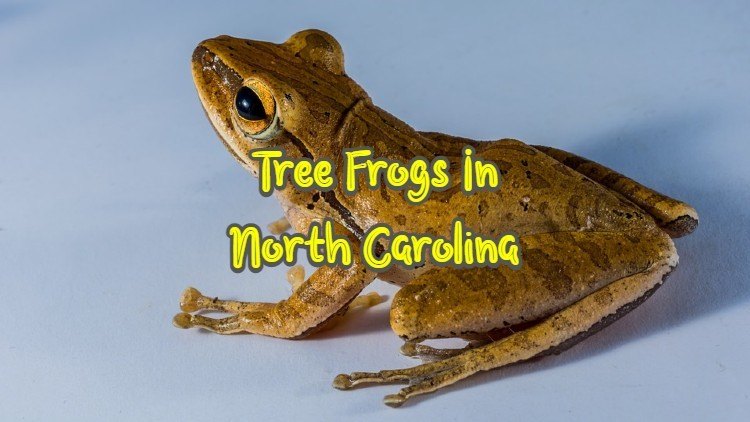 tree frog in North Carolina