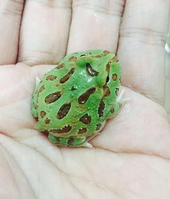 young pacman frog