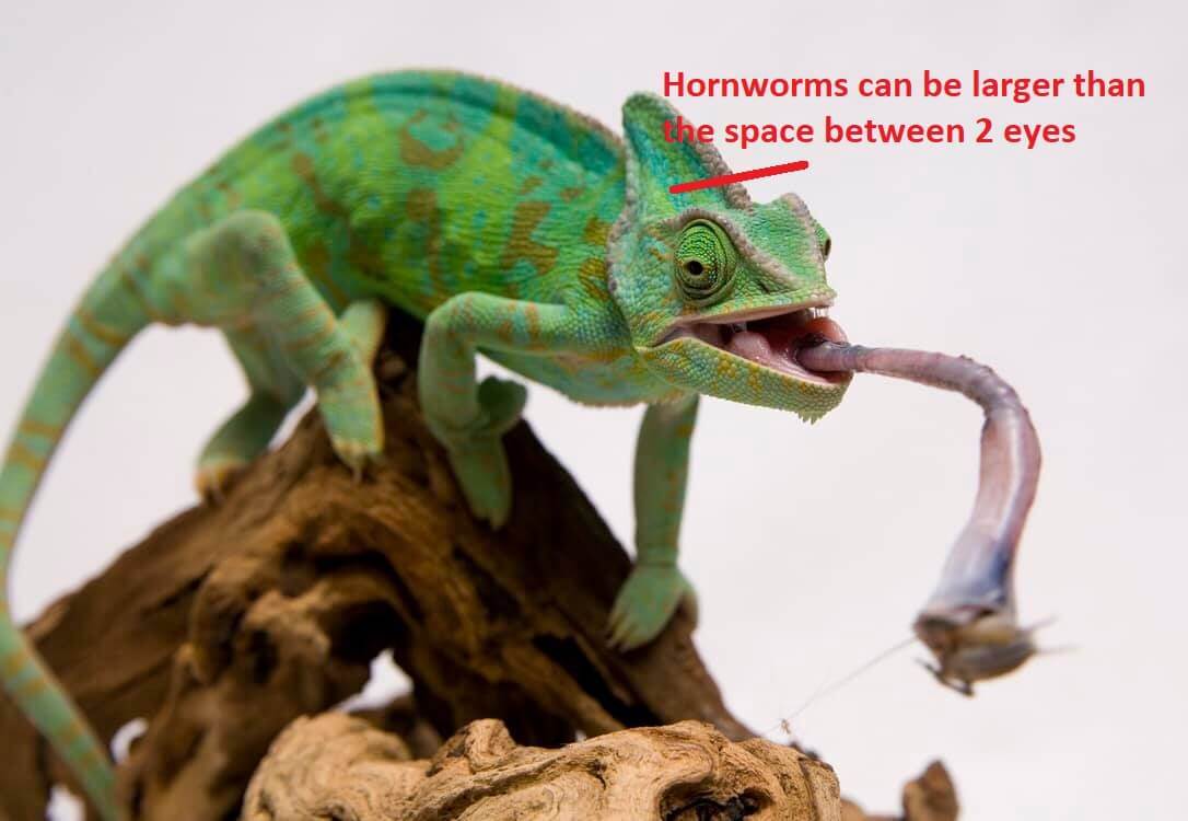 Chameleon honworm size