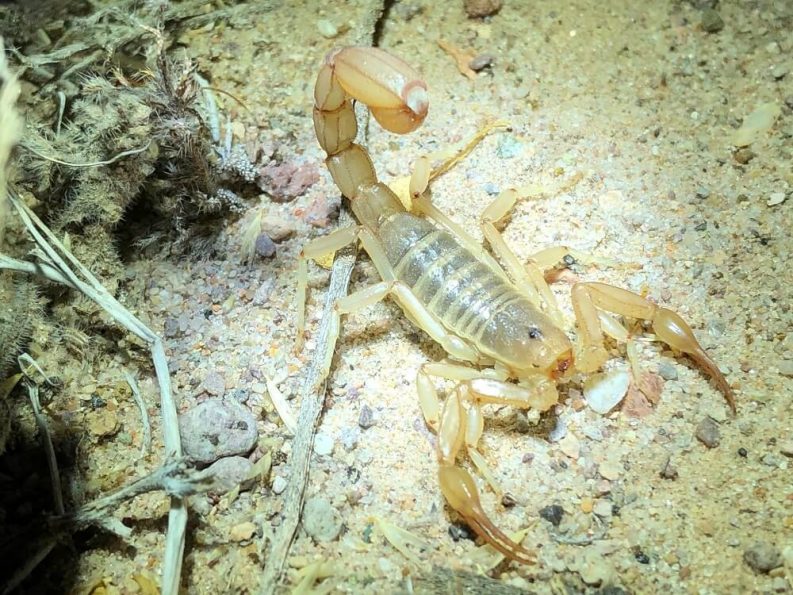 Types Of Scorpions In California? 41 SPECIES WITH PHOTOS