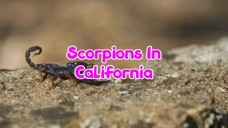 Scorpions In California