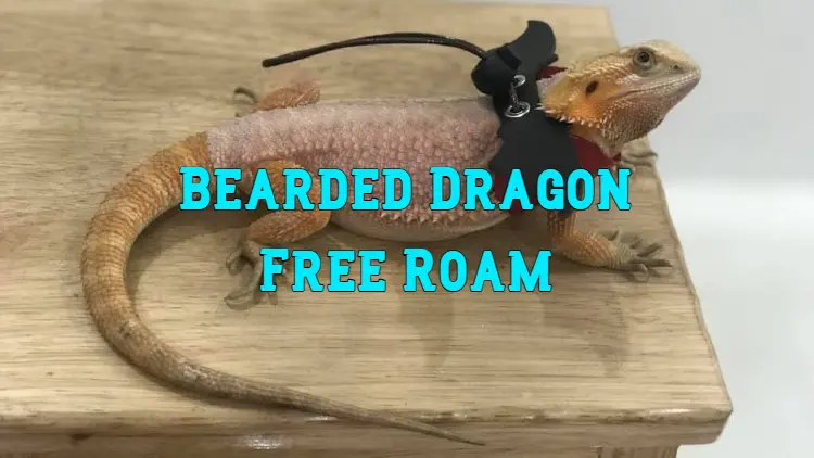bearded dragon free roam