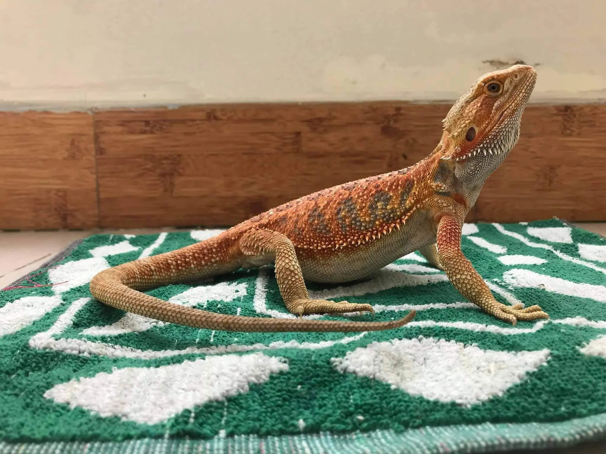 bearded dragon on carpet