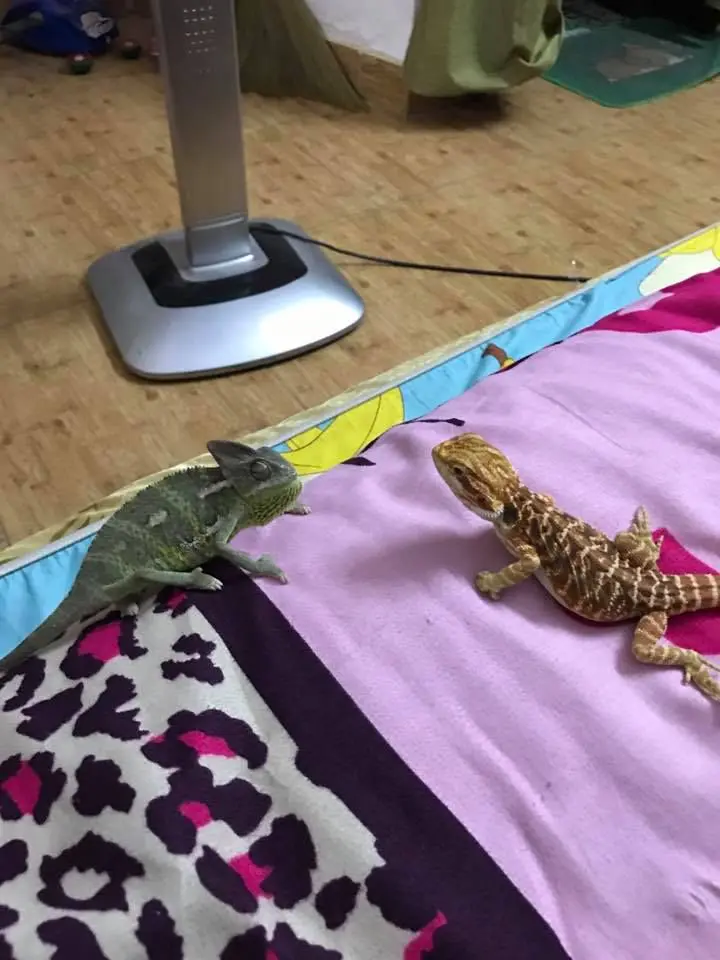 bearded dragon with chameleon