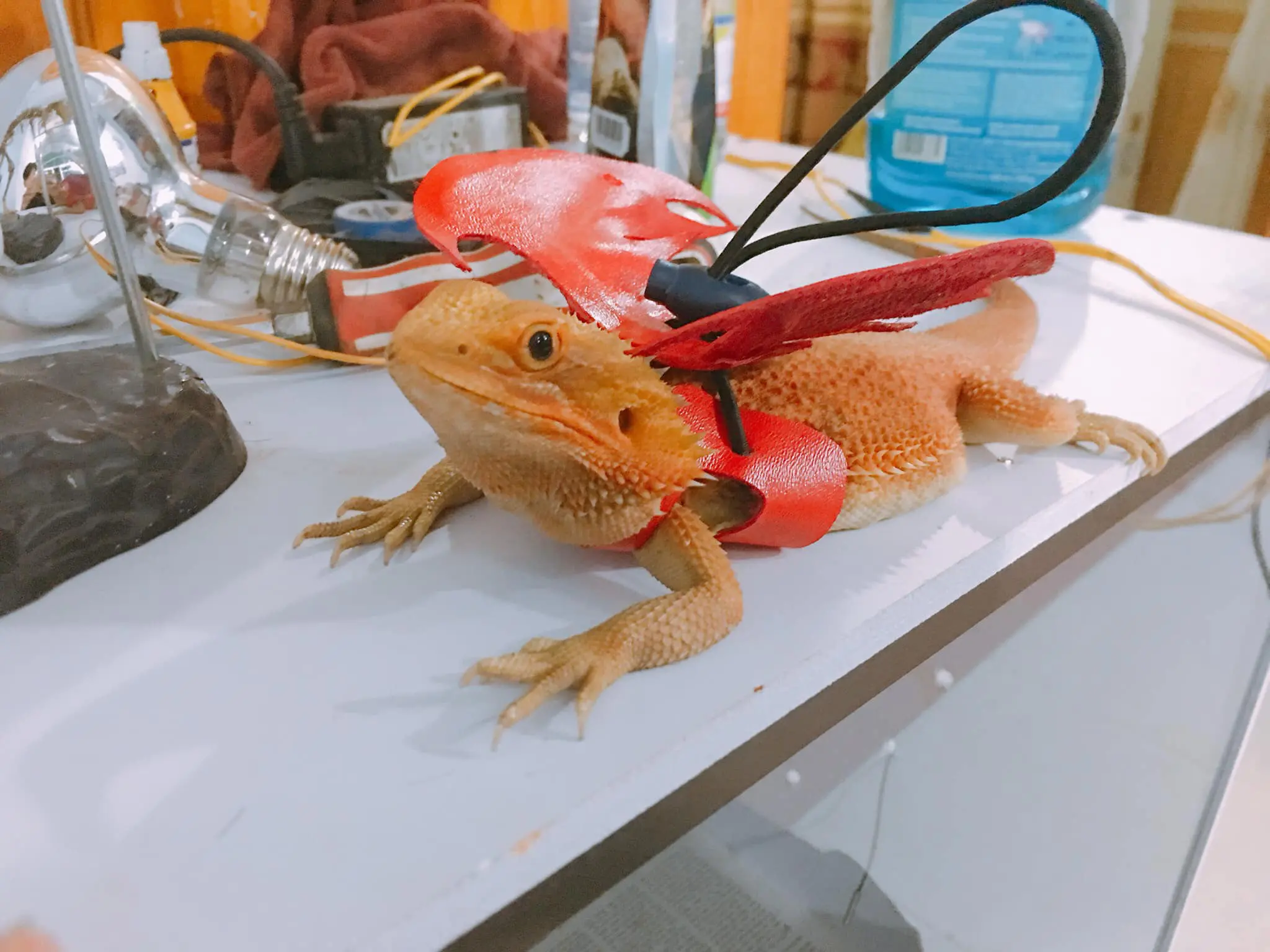 bearded dragon with harness