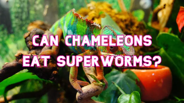 can chameleons eat superworms