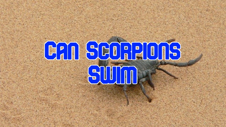 can scorpions swim