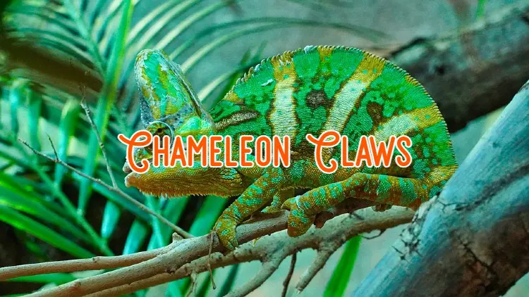 chameleon claws