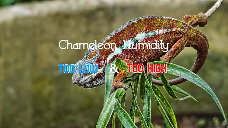 chameleon humidity control