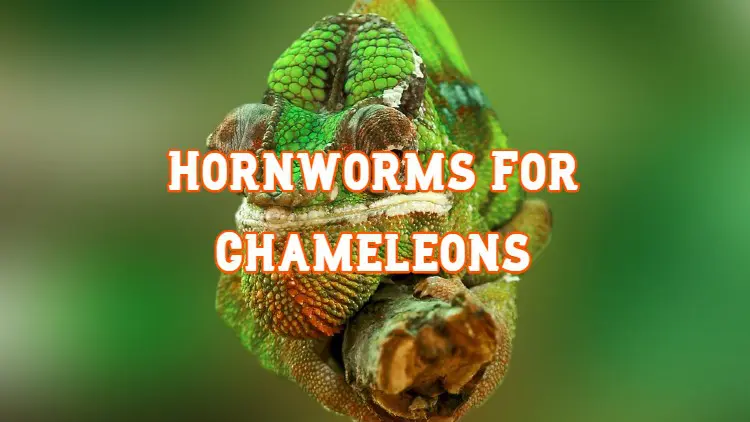 hornworms for chameleons