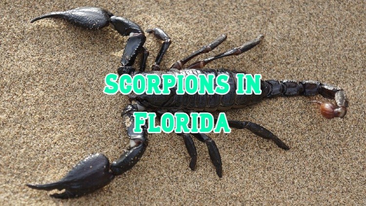 scorpions in Florida