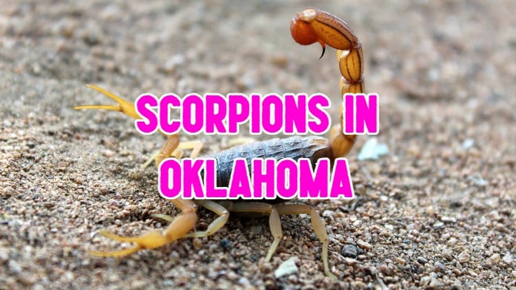 scorpions in Oklahoma