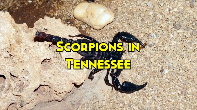 scorpions in Tennessee