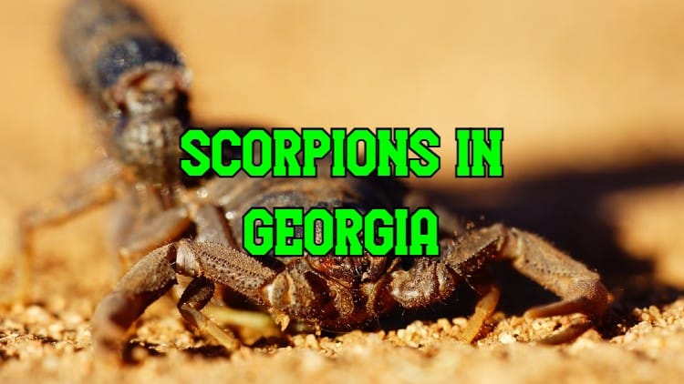 scorpions in georgia