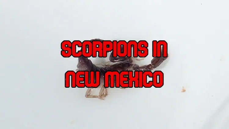 scorpions in new mexico