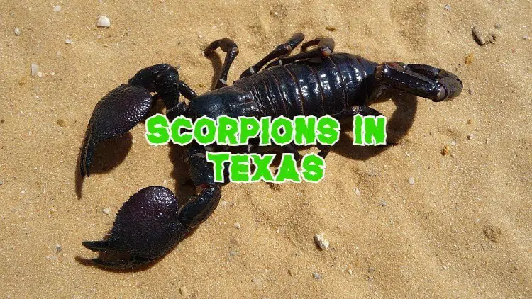 scorpions in texas