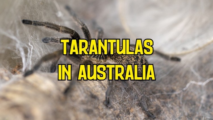tarantulas in australia