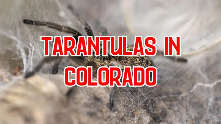 tarantulas in colorado