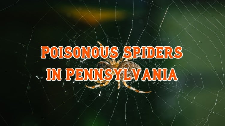 Poisonous Spiders in Pennsylvania