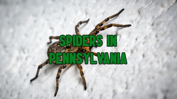 Spiders In Pennsylvania