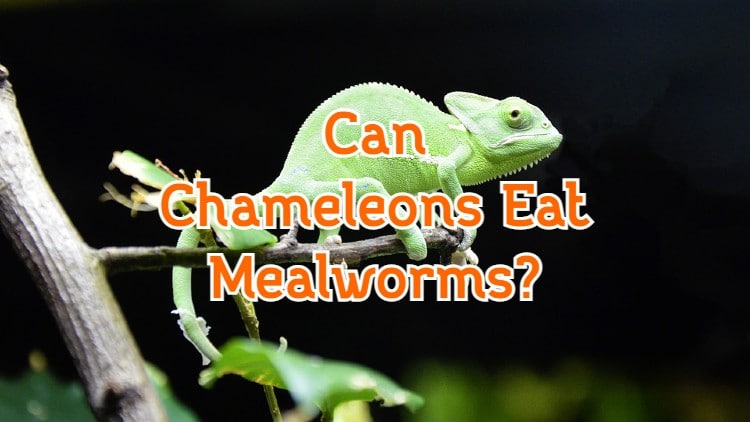 Can Chameleons Eat Superworms? All You Need to Know!