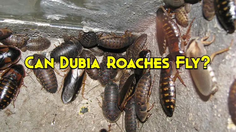 can dubia roaches fly