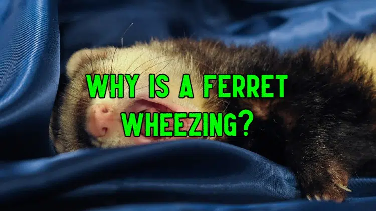 ferret wheezing