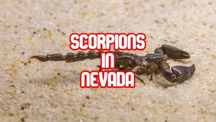 scorpions in Nevada